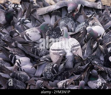 Pigeons sauvages ou colombes (Columba Livia) se nourrissant et grimpant les uns sur les autres alors qu'ils rivalisent pour la nourriture Banque D'Images