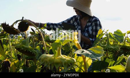 Agronome féminin utilisant la tablette numérique à la prairie de tournesol au jour ensoleillé. Agriculteur surveillant la récolte au champ de fleurs au coucher du soleil. Magnifique pittoresque Banque D'Images