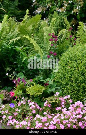 Géranium × oxonianum, Oxford cranesbill, astrantia, fougère, fougères, haie de boîte, schéma de plantation mixte, lit mixte, bordure mixte, boules de boîte, vivaces et boîte, perenn Banque D'Images