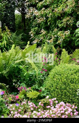 Géranium × oxonianum, Oxford cranesbill, astrantia, fougère, fougères, haie de boîte, schéma de plantation mixte, lit mixte, bordure mixte, boules de boîte, vivaces et boîte, perenn Banque D'Images