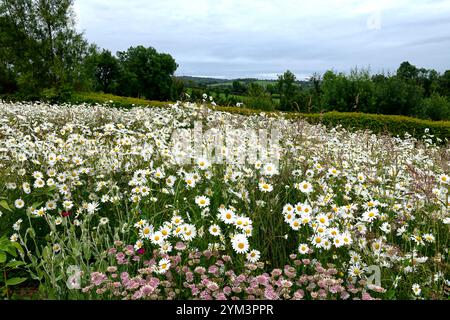 astrantia roma,Leucanthemum vulgare,Marguerite,Dasies,astrantia et marguerite prairie de fleurs sauvages,fleurs sauvages,astrantia roma et Leucanthemum vulgare,blanc et p Banque D'Images