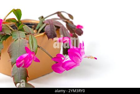 Cactus de Noël florissant sur fond blanc Banque D'Images