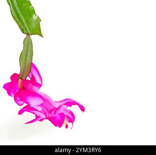 Cactus de Noël florissant sur fond blanc Banque D'Images