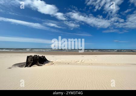 Une scène pittoresque de dunes de sable et une souche d'arbre altérée sous un ciel bleu vif près de la mer Baltique dans le parc national de Słowiński, Łeba. Banque D'Images