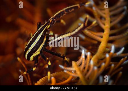 Homard squat élégant (Allogalathea elegans). La photo a été prise à Sulawesi Nord, île de Bangka, Indonésie Banque D'Images