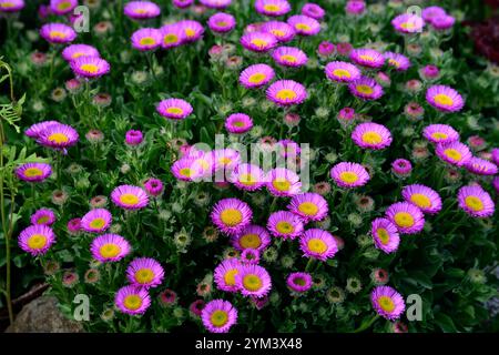 Bellis perennis, biennale tendre, Bairnwort, Banwood, Banwort, fleur d'os, Bonewort, Bruisewort, Gowan commun, Marguerite de chien, Marguerite double, Marguerite anglaise, débit d'oie Banque D'Images