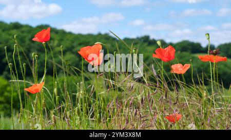 Coquelicots rouges ou cambricum papaver avec gousse et étamines visibles dans un champ du sud de la France près de Cornac Lot Occitanie dans un paysage Banque D'Images