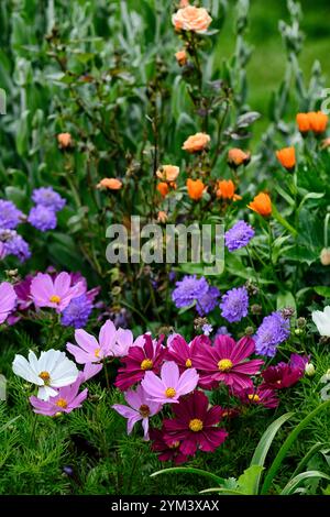 Fleurs cosmos blanches et rouges roses, fleurs cosmos mixtes, fleurs annuelles mixtes, affichage de fleurs annuelles, floraison cosmos mixte, RM Floral Banque D'Images