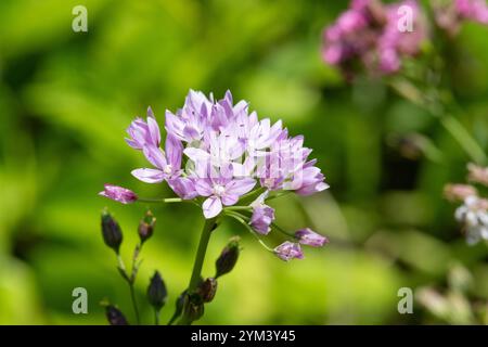 Gros plan d'une fleur d'ail américain (allium unifolium) en fleurs Banque D'Images