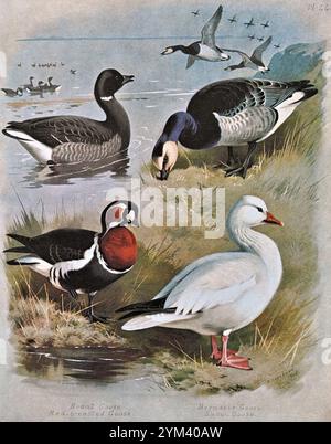 Brent Goose(Branta bernicla), Barnacle Goose(Branta leucopsis), Red Breasted Goose(Branta ruficollis), Snow Goose(Anser caerulescens), illustration d'aquarelle vintage de 1915. Original de l'artiste écossais Archibald Thorburn. Banque D'Images