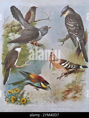 Coucou adulte et jeune (Cuculus canorus), coucou tacheté (Clamator glandarius), coucou jaune américain (Coccyzus americanus), mangeur d'abeilles (Merops apiaster), Hoopoe (Upupa epops), illustration d'aquarelle vintage de 1915. Original de l'artiste écossais Archibald Thorburn. Banque D'Images