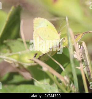 Jaune mexicain (Abaeis mexicana) Banque D'Images