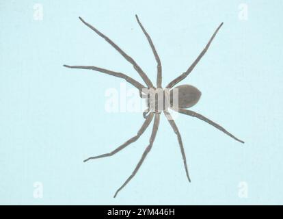 Araignée chasseuse pantropicale (Heteropoda venatoria) Banque D'Images