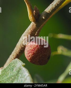 Guêpe galloise (Kokkocynips imbricariae) Banque D'Images