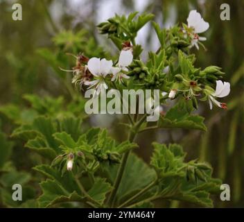 Storksbill (Pelargonium ribifolium) Banque D'Images