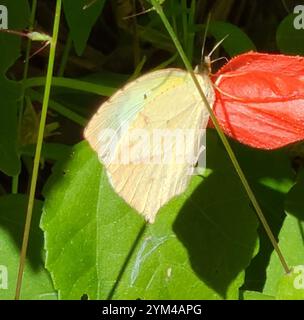 Jaune mexicain (Abaeis mexicana) Banque D'Images