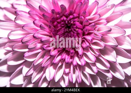 Une superbe photo macro d'une fleur de chrysanthème, capturant les détails complexes des pétales, les couleurs vives et la beauté naturelle de ce chef-d'œuvre floral Banque D'Images