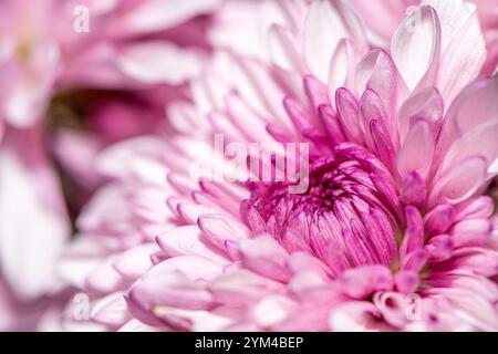 Une superbe photo macro d'une fleur de chrysanthème, capturant les détails complexes des pétales, les couleurs vives et la beauté naturelle de ce chef-d'œuvre floral Banque D'Images