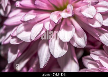 Une superbe photo macro d'une fleur de chrysanthème, capturant les détails complexes des pétales, les couleurs vives et la beauté naturelle de ce chef-d'œuvre floral Banque D'Images