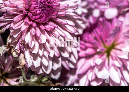 Une superbe photo macro d'une fleur de chrysanthème, capturant les détails complexes des pétales, les couleurs vives et la beauté naturelle de ce chef-d'œuvre floral Banque D'Images