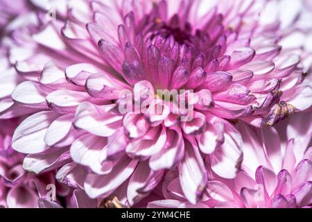 Une superbe photo macro d'une fleur de chrysanthème, capturant les détails complexes des pétales, les couleurs vives et la beauté naturelle de ce chef-d'œuvre floral Banque D'Images