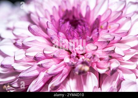 Une superbe photo macro d'une fleur de chrysanthème, capturant les détails complexes des pétales, les couleurs vives et la beauté naturelle de ce chef-d'œuvre floral Banque D'Images