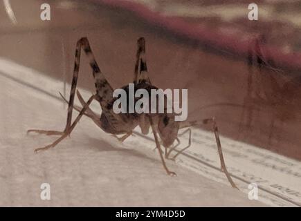 Cricket de chameau de serre (Tachycines asynamorus) Banque D'Images