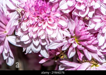 Une superbe photo macro d'une fleur de chrysanthème, capturant les détails complexes des pétales, les couleurs vives et la beauté naturelle de ce chef-d'œuvre floral Banque D'Images