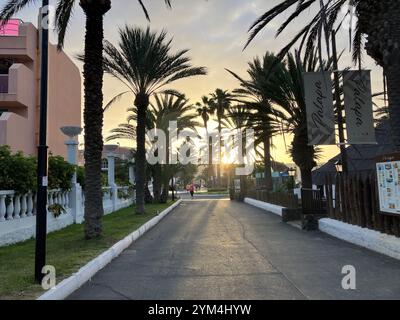 Palmiers au lever du soleil sur le front de mer Playa de las Américas. Playa de las Américas, Arona, Tenerife, Îles Canaries, Espagne. 4 février 2023. Banque D'Images