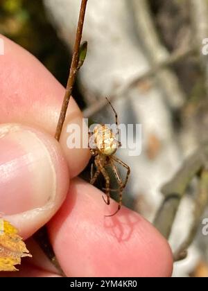 Araignée blindée eurasienne à longue mâchoire (Metellina segmentata) Banque D'Images