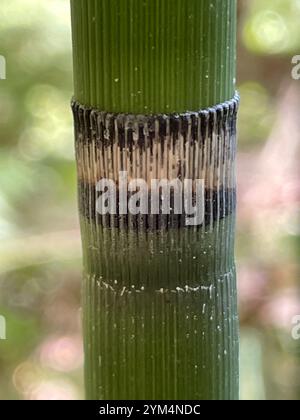 Gruau de l'ouest (Equisetum hyemale affine) Banque D'Images
