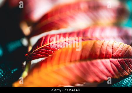 Macro de feuilles rouges d'automne avec un arrière-plan flou rêveur - idéal pour les inspirations saisonnières Banque D'Images