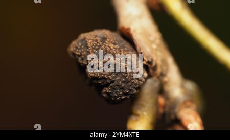 Guêpe galloise (Kokkocynips imbricariae) Banque D'Images
