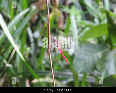 Skimmers tropicaux King (Orthemis) Banque D'Images