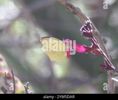 Jaune mexicain (Abaeis mexicana) Banque D'Images