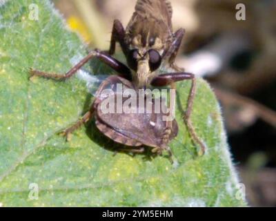 Mouche voleuse de frelon (Asilus crabroniformis) Banque D'Images