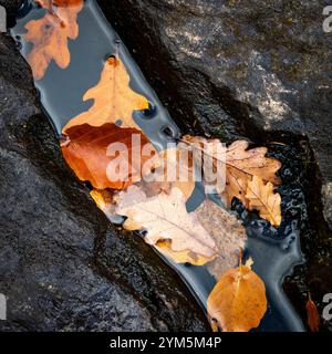 Feuilles d'automne en Écosse Banque D'Images