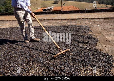 Travailleur trace le café pendant le processus de séchage des grains dans le sud-est du Brésil Banque D'Images