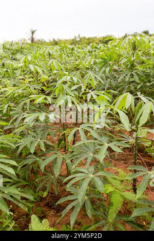 Mandioqueira, connu sous le nom de mandigue, manioc, castelinha, uaipi, manioc doux, sont des noms communs de Manihot esculenta. Espèces de plantes tubéreuses o Banque D'Images