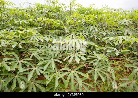 Mandioqueira, connu sous le nom de mandigue, manioc, castelinha, uaipi, manioc doux, sont des noms communs de Manihot esculenta. Espèces de plantes tubéreuses o Banque D'Images