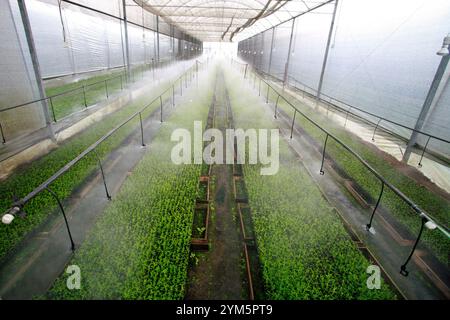 Plantation des émissions de stevia sur campagne environnante du Brésil Banque D'Images