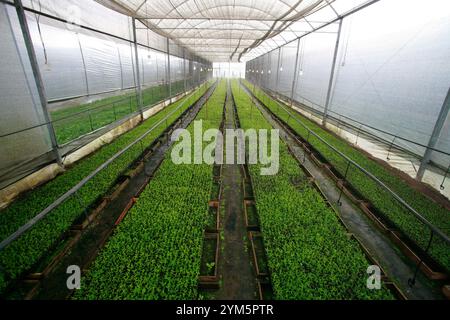 plantation de stévia en serre à l'utilisation industrielle sur la campagne de Brésil Banque D'Images