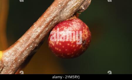 Guêpe galloise (Kokkocynips imbricariae) Banque D'Images