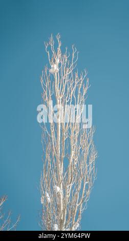 Branches d'arbres enneigées contre ciel bleu clair Banque D'Images