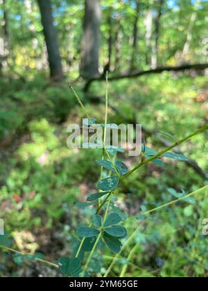 Indigo sauvage de l'est (Baptisia tinctoria) Banque D'Images