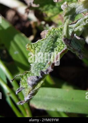 Teigne de la plume de Horehound (Wheeleria spilodactylus) Banque D'Images