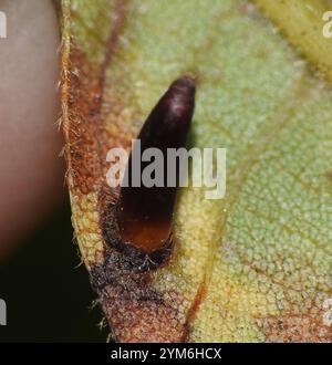 Cinglerie en forme d'algues de Hickory (Caryomyia subulata) Banque D'Images