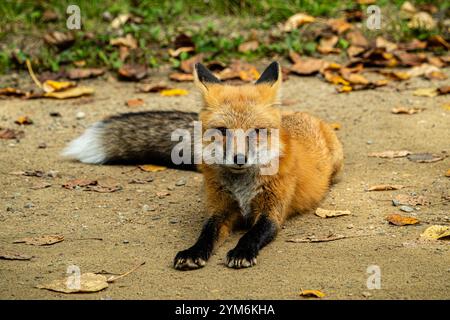 Un renard est allongé sur le sol les yeux fermés. Le renard est de couleur brune et noire Banque D'Images