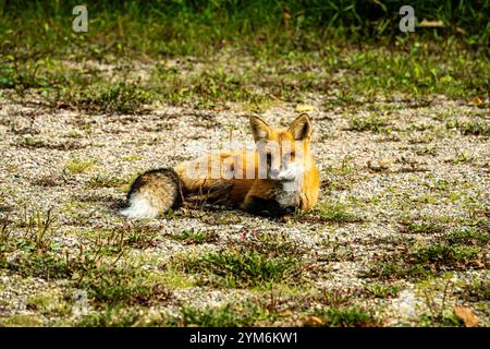 Un renard est allongé sur le sol dans une zone herbeuse. Le renard est de couleur brune et blanche Banque D'Images