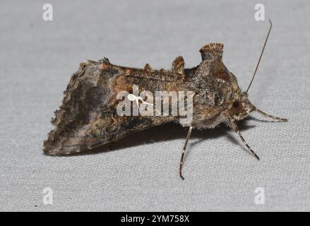 Grey Looper Moth (Rachiplusia ou) Banque D'Images